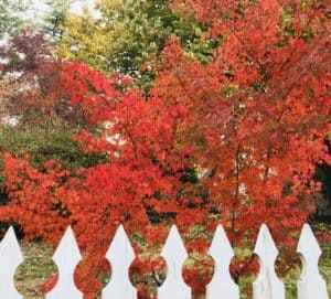 Red deciduous tree behind white picket fence, showing fall colors.