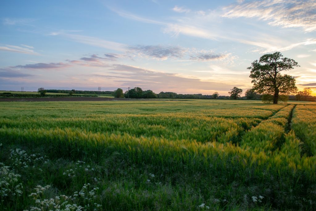 Green open field near sunset.