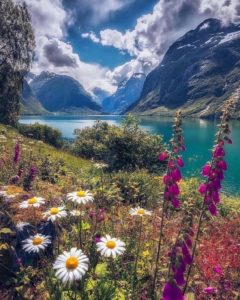 Mountain valley with glacial green lake, white daisies, and pink lupines. Fresh start to your new year.