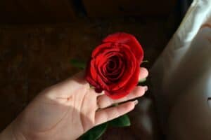 Person Holding Red Rose