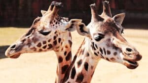 Photography of Two Giraffes