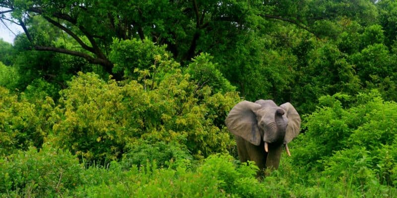 gray elephant near trees during daytime